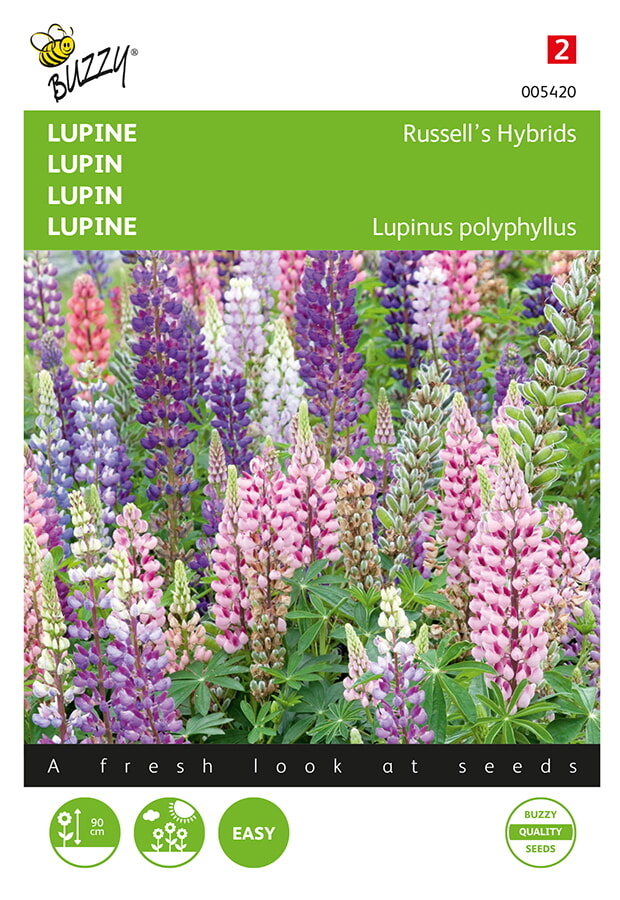 Buzzy Lupine Zaden Russells Hybrids