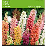 Buzzy Lupine Zaden Minarette