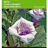 Buzzy Trompetplant Zaden