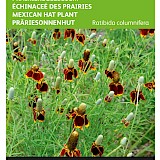 Buzzy Prairiekegelbloem Zaden