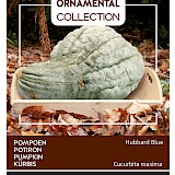 Buzzy Ornamental Pompoen Zaden Hubbard Blue