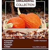 Buzzy Ornamental Pompoen Zaden Golden Hubbard