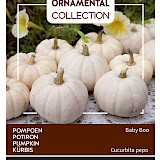 Buzzy Ornamental Pompoen Zaden Baby Boo