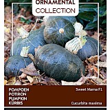 Buzzy Ornamental Pompoen Zaden Sweet Mama F1