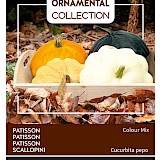 Buzzy Ornamental Patisson Zaden Colour Mix