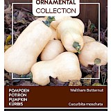 Buzzy Ornamental Pompoen Zaden Waltham Butternut