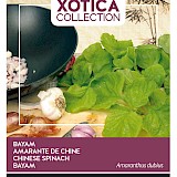 Buzzy Xotica Bayam