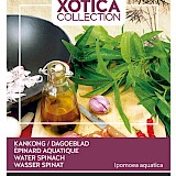 Buzzy Xotica Dagoeblad Kangkong Zaden