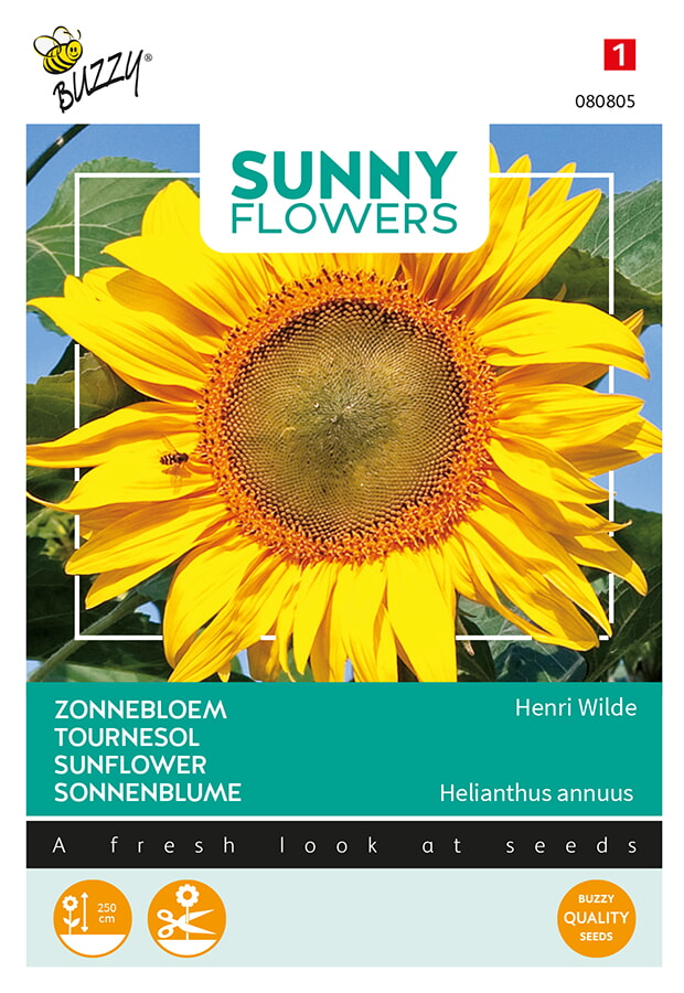 Buzzy Zonnebloem Zaden Henri Wilde Helianthus annuus