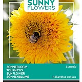 Buzzy Zonnebloem Zaden Sungold Helianthus annuus