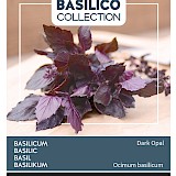 Buzzy Basilicum Zaden Dark Opal