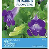 Buzzy Climbing Flowers Leeuwenmuiltje Zaden Violet Asarina