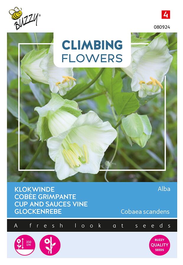 Buzzy Climbing Flowers Klokwinde Zaden Alba
