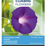 Buzzy Climbing Flowers Klimmende Winde Zaden Knowlians Black