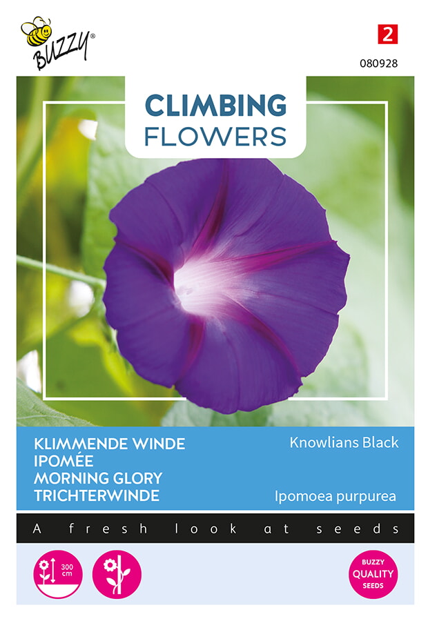 Buzzy Climbing Flowers Klimmende Winde Zaden Knowlians Black