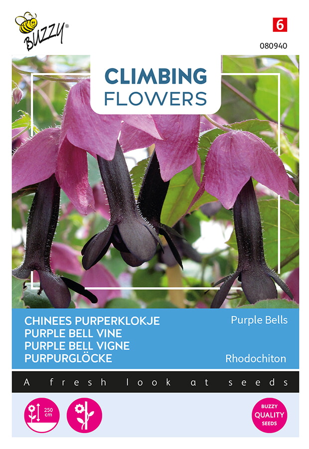 Buzzy Climbing Flowers Chinees Purperklokje Zaden Purple Bells