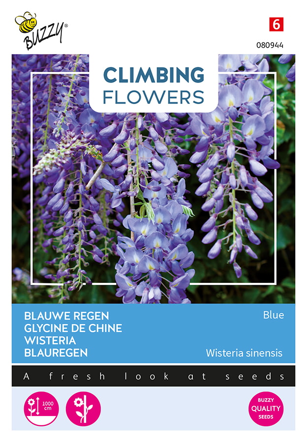 Buzzy Climbing Flowers Blauwe Regen Zaden Blue