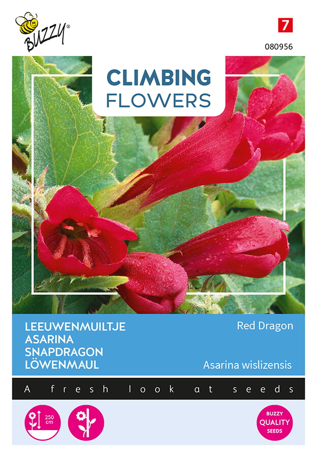 Buzzy Climbing Flowers Leeuwenmuiltje Zaden Red Dragon