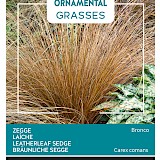 Buzzy Ornamental Grasses Zegge Zaden Bronco