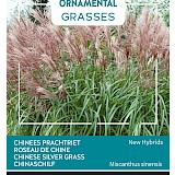 Buzzy Ornamental Grasses Chinees Prachtriet Zaden New Hybrids