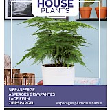 Buzzy House Plants Sierasperge Zaden