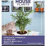 Buzzy House Plants Mexicaanse Dwergpalm Zaden