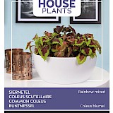 Buzzy House Plants Siernetel Zaden Rainbow Mixed
