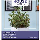 Buzzy House Plants Luciferplantje Zaden
