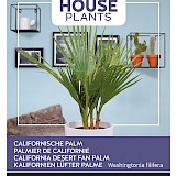 Buzzy House Plants Californische Palm Zaden