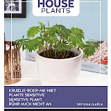 Buzzy House Plants Kruidje Roer Me Niet Zaden