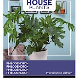 Buzzy House Plants Philodendron Zaden