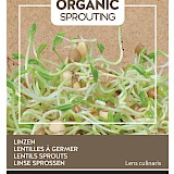 Buzzy Organic Sprouting Linzen Zaden