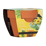 Buzzy Grow Gift Lage Zonnebloem