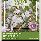 Buzzy Native Flowers Avondkoekoeksbloem Zaden