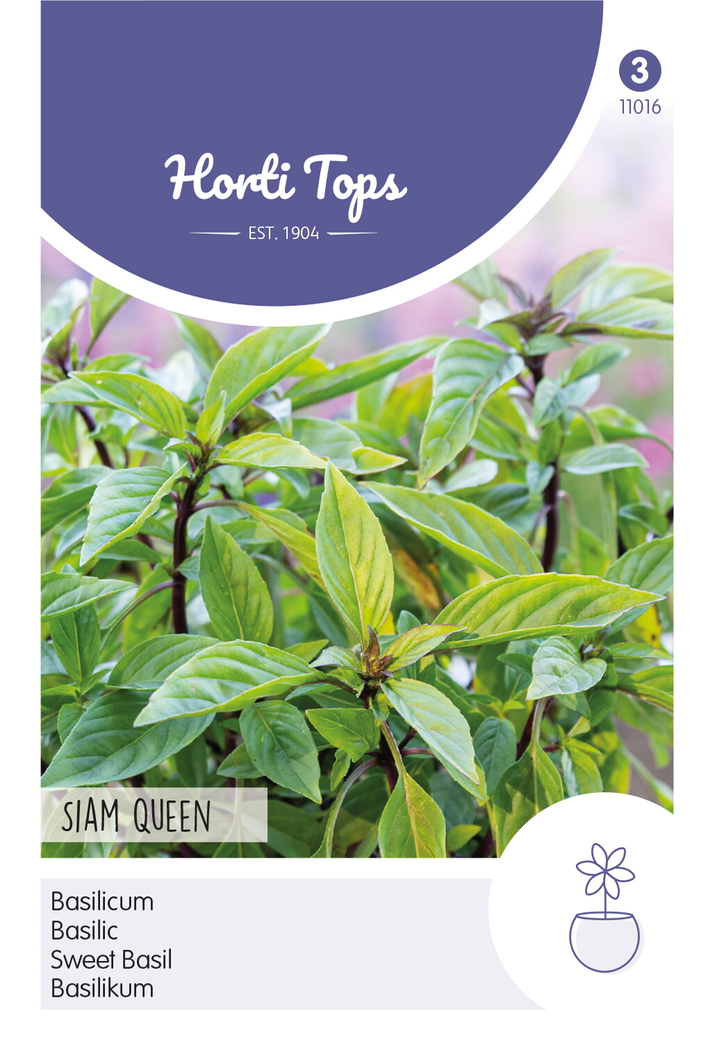 HT Basilicum Zaden Siam Queen