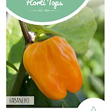 HT Peper Zaden Habanero Oranje
