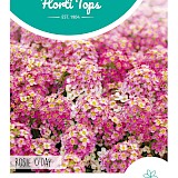 HT Alyssum Zaden Rosie O'Day
