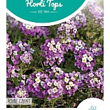 HT Alyssum Zaden Royal Carpet