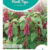 HT Rode Kattenstaart Zaden Amaranthus Caudatus