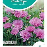 HT Zomeraster Zaden Bambina Rose