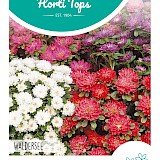 HT Dwerg-aster Zaden Waldersee