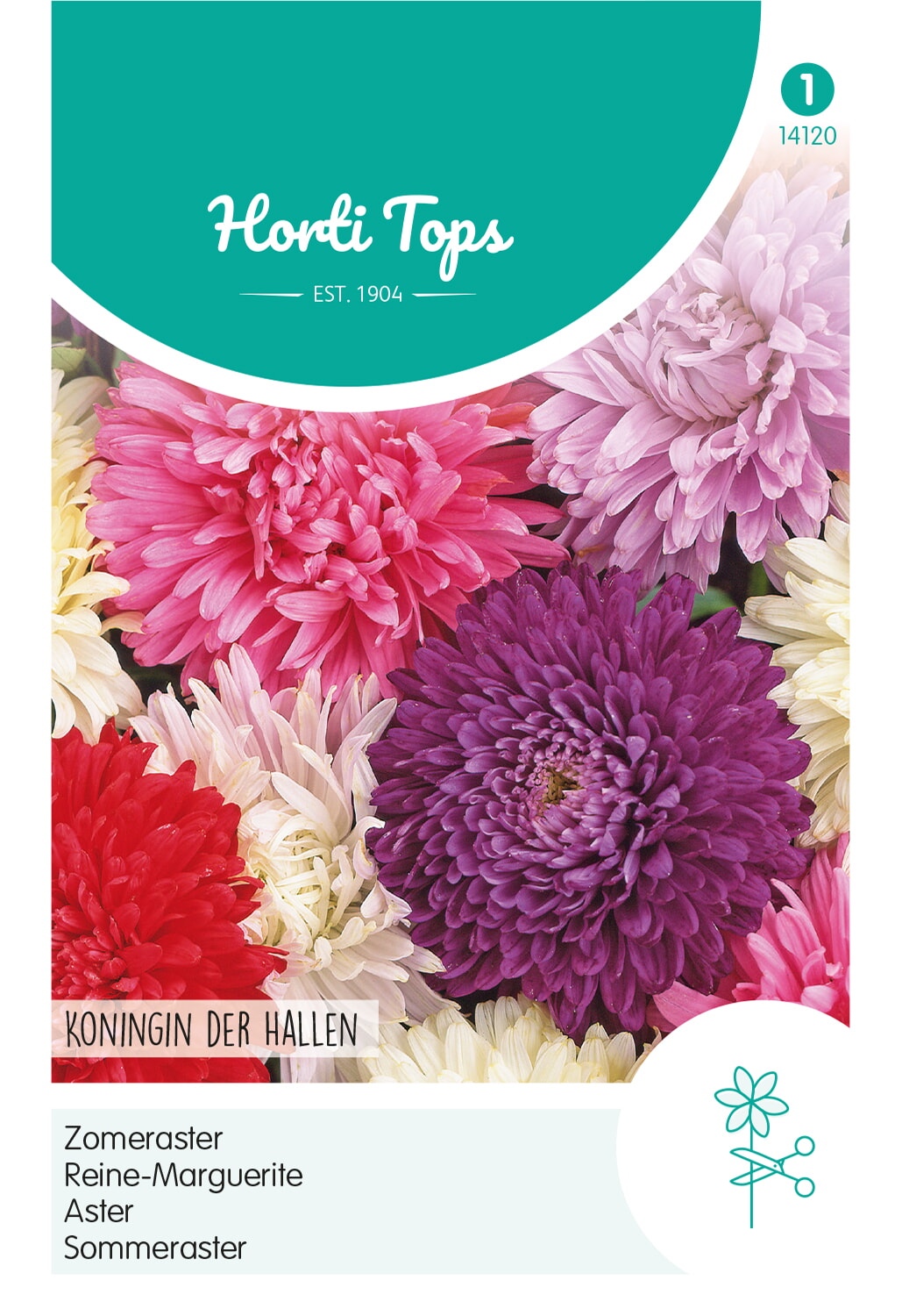 HT Zomeraster Zaden Koningin Der Hallen