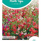 HT Amandelroosje Zaden Double Flowered