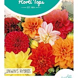 HT Dahlia Zaden Unwin's Hybrids