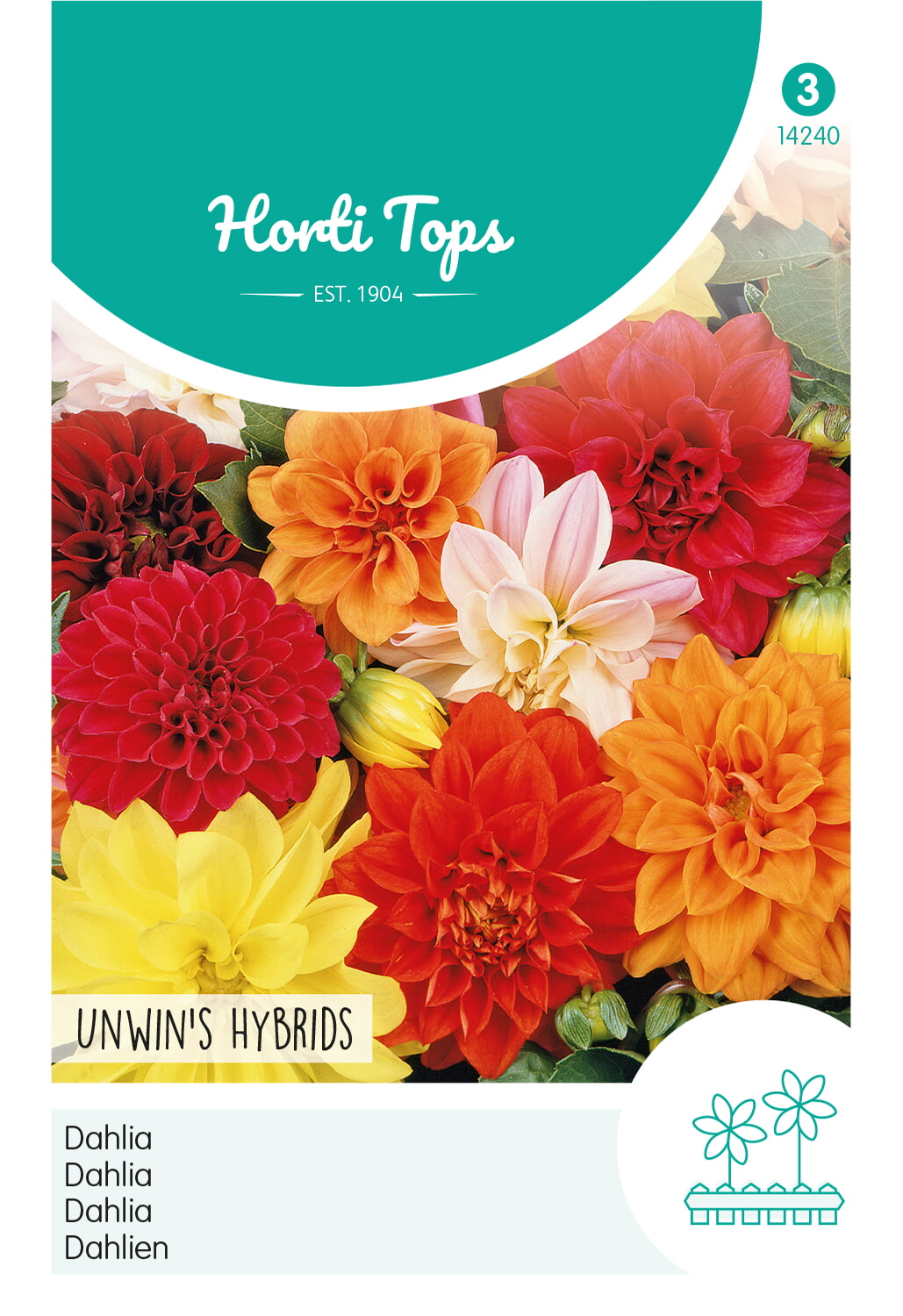 HT Dahlia Zaden Unwin's Hybrids
