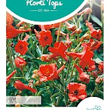 HT Riddersporen Zaden Fox