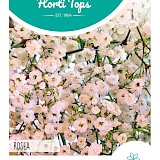 HT Gipskruid Zaden Rosea