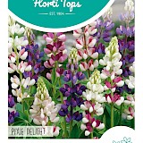 HT Lupine Zaden Pixie Delight Gemengd