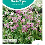 HT Avondviolier Zaden Roze
