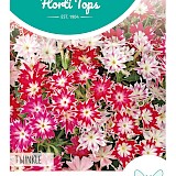HT Sterphlox Zaden Twinkle gemengd